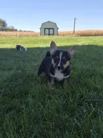 Sage, a female Pembroke Welsh Corgi for sale in Leesburg, OH – 5 of 5