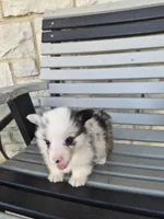Tank, a male Pembroke Welsh Corgi for sale in Leesburg, OH – 4 of 5