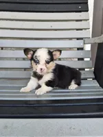 Sadie, a female Pembroke Welsh Corgi for sale in Leesburg, OH – 2 of 5