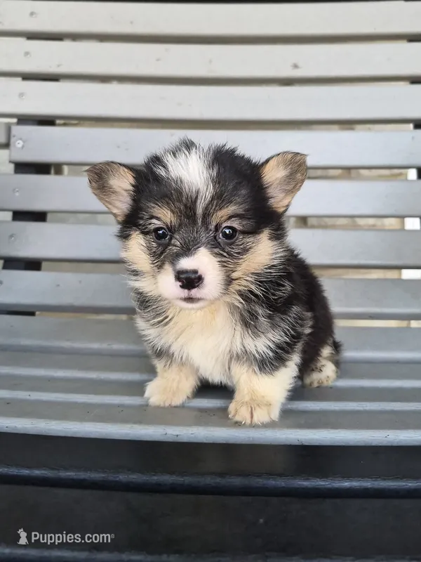 Sasha – Pembroke Welsh Corgi puppy for sale in Leesburg, OH