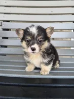 Sasha, a female Pembroke Welsh Corgi for sale in Leesburg, OH – 4 of 4