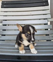 Sage, a female Pembroke Welsh Corgi for sale in Leesburg, OH – 2 of 4