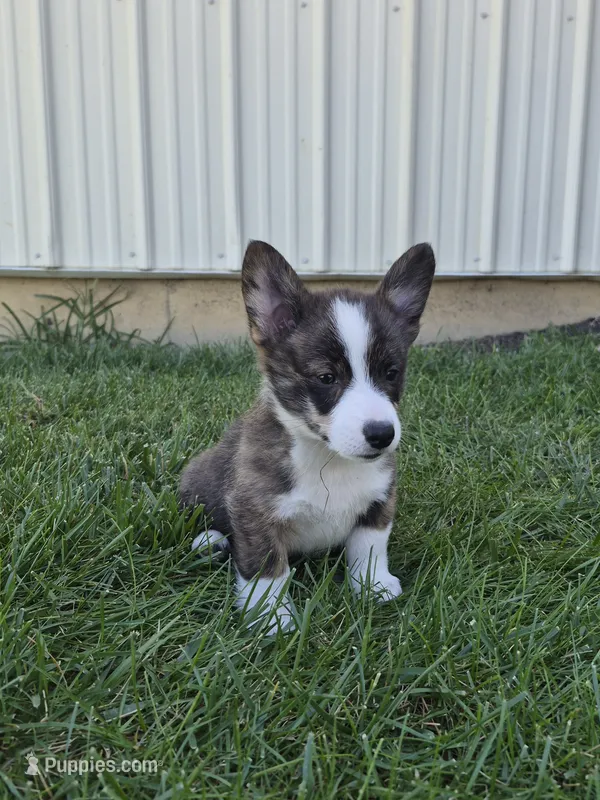 Thor – Pembroke Welsh Corgi puppy for sale in Leesburg, OH