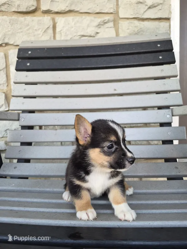 Sage – Pembroke Welsh Corgi puppy for sale in Leesburg, OH
