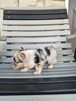 Stella, a female Pembroke Welsh Corgi for sale in Leesburg, OH – 4 of 4