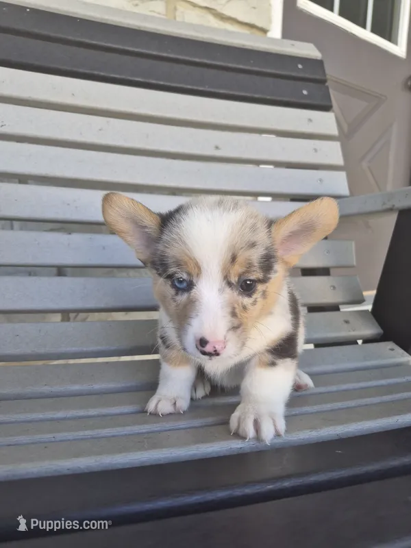 Samson  – Pembroke Welsh Corgi puppy for sale in Leesburg, OH