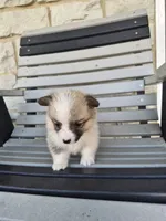 Trixie, a female Pembroke Welsh Corgi for sale in Leesburg, OH – 4 of 4