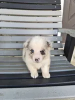 Toby, a male Pembroke Welsh Corgi for sale in Leesburg, OH – 3 of 5