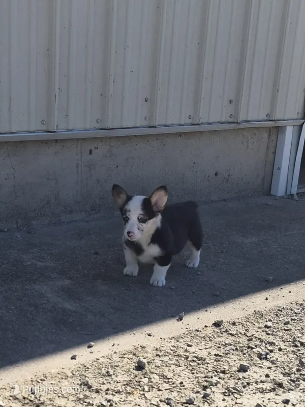 Sadie – Pembroke Welsh Corgi puppy for sale in Leesburg, OH