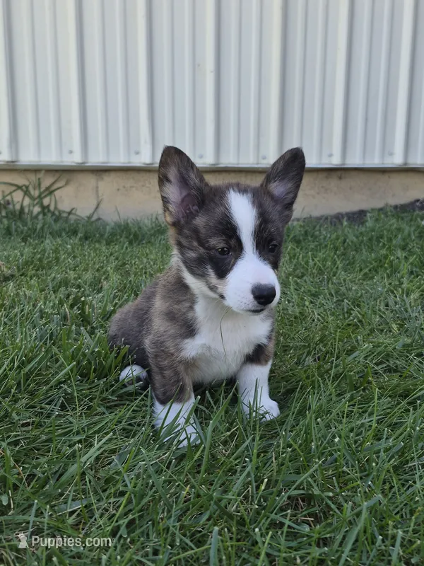 Thor – Pembroke Welsh Corgi puppy for sale in Leesburg, OH