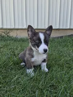 Thor, a male Pembroke Welsh Corgi for sale in Leesburg, OH – 2 of 5