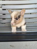 Samson , a male Pembroke Welsh Corgi for sale in Leesburg, OH – 2 of 5