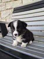 Sophie, a female Pembroke Welsh Corgi for sale in Leesburg, OH – 4 of 5