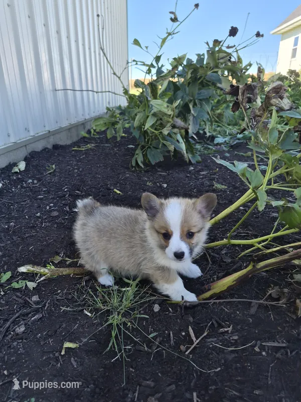 Trixie – Pembroke Welsh Corgi puppy for sale in Leesburg, OH