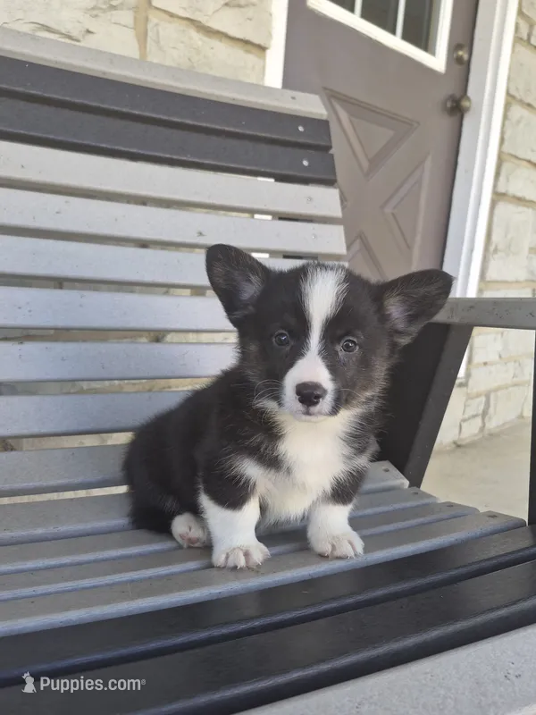 Sophie – Pembroke Welsh Corgi puppy for sale in Leesburg, OH