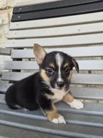 Sage, a female Pembroke Welsh Corgi for sale in Leesburg, OH – 3 of 4