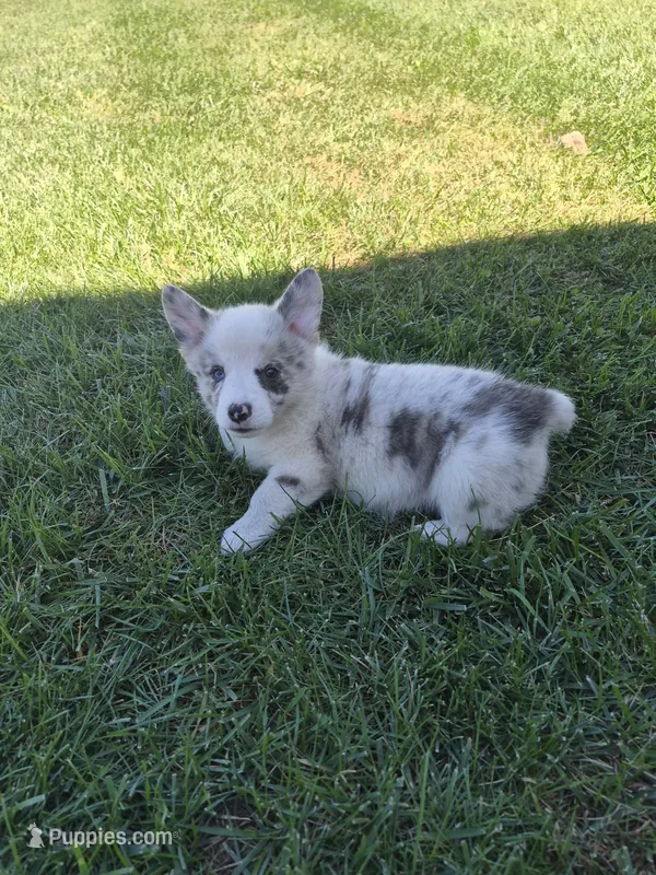 Toby – Pembroke Welsh Corgi puppy for sale in Leesburg, OH