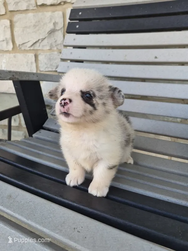 Toby – Pembroke Welsh Corgi puppy for sale in Leesburg, OH
