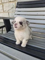 Toby, a male Pembroke Welsh Corgi for sale in Leesburg, OH – 1 of 5