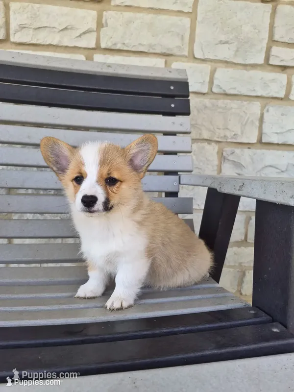 Trixie – Pembroke Welsh Corgi puppy for sale in Leesburg, OH