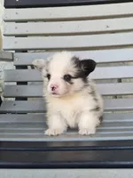 Tank, a male Pembroke Welsh Corgi for sale in Leesburg, OH – 3 of 5