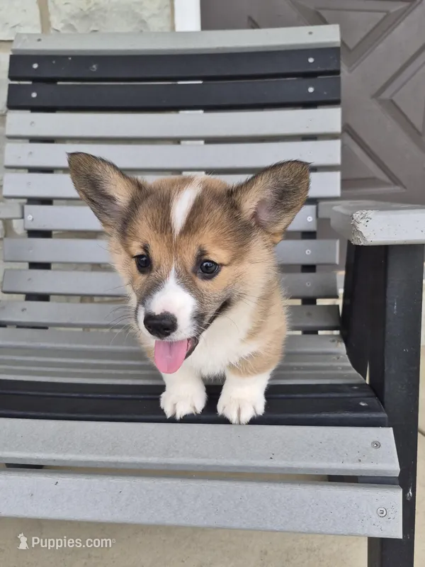 Rusty – Pembroke Welsh Corgi puppy for sale in Leesburg, OH