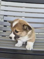 Rusty, a male Pembroke Welsh Corgi for sale in Leesburg, OH – Photo 3 of 4