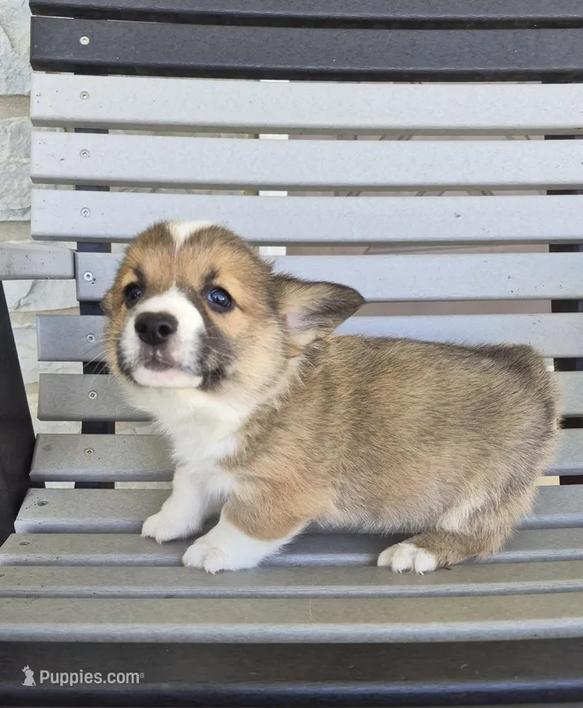Rusty – Pembroke Welsh Corgi puppy for sale in Leesburg, OH