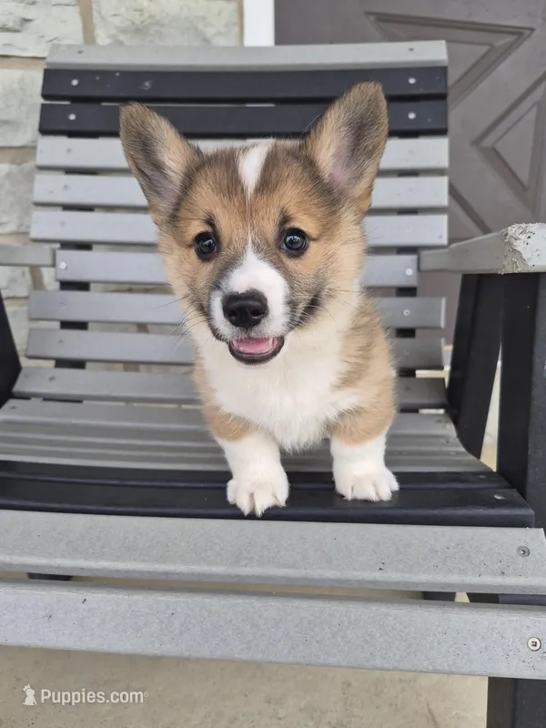 Rusty – Pembroke Welsh Corgi puppy for sale in Leesburg, OH