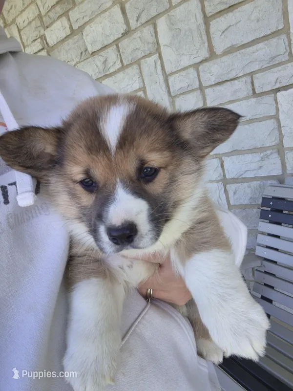 Rusty – Pembroke Welsh Corgi puppy for sale in Leesburg, OH