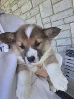 Rusty, a male Pembroke Welsh Corgi for sale in Leesburg, OH – Photo 4 of 4