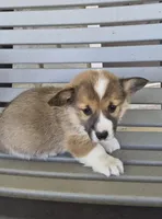Rusty, a male Pembroke Welsh Corgi for sale in Leesburg, OH – Photo 2 of 4