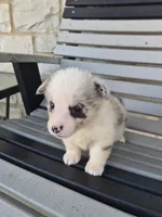 Toby, a male Pembroke Welsh Corgi for sale in Leesburg, OH – 5 of 5
