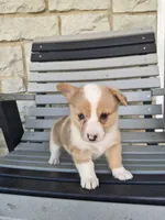Talia , a female Pembroke Welsh Corgi for sale in Leesburg, OH – 2 of 5