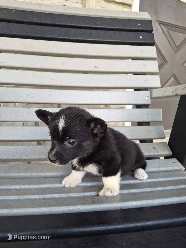 Shadow – Pembroke Welsh Corgi puppy for sale in Leesburg, OH
