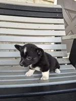 Shadow, a female Pembroke Welsh Corgi for sale in Leesburg, OH – 1 of 4