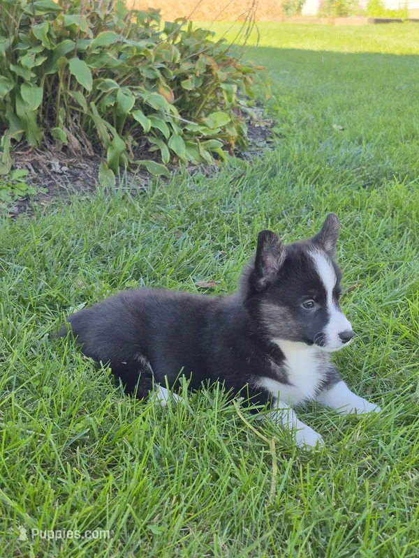 Sophie – Pembroke Welsh Corgi puppy for sale in Leesburg, OH