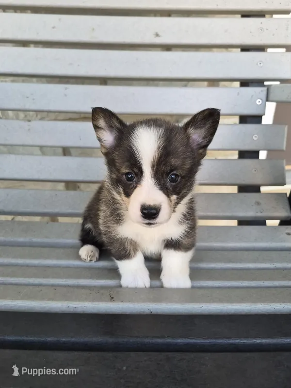 Thor – Pembroke Welsh Corgi puppy for sale in Leesburg, OH