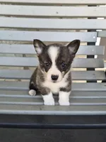 Thor, a male Pembroke Welsh Corgi for sale in Leesburg, OH – 1 of 4