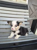Sadie, a female Pembroke Welsh Corgi for sale in Leesburg, OH – 5 of 5