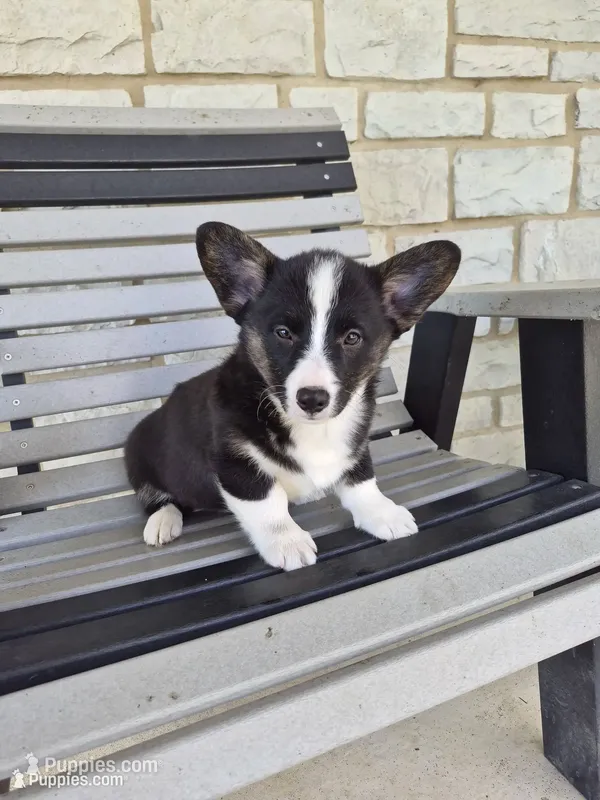 Sophie – Pembroke Welsh Corgi puppy for sale in Leesburg, OH