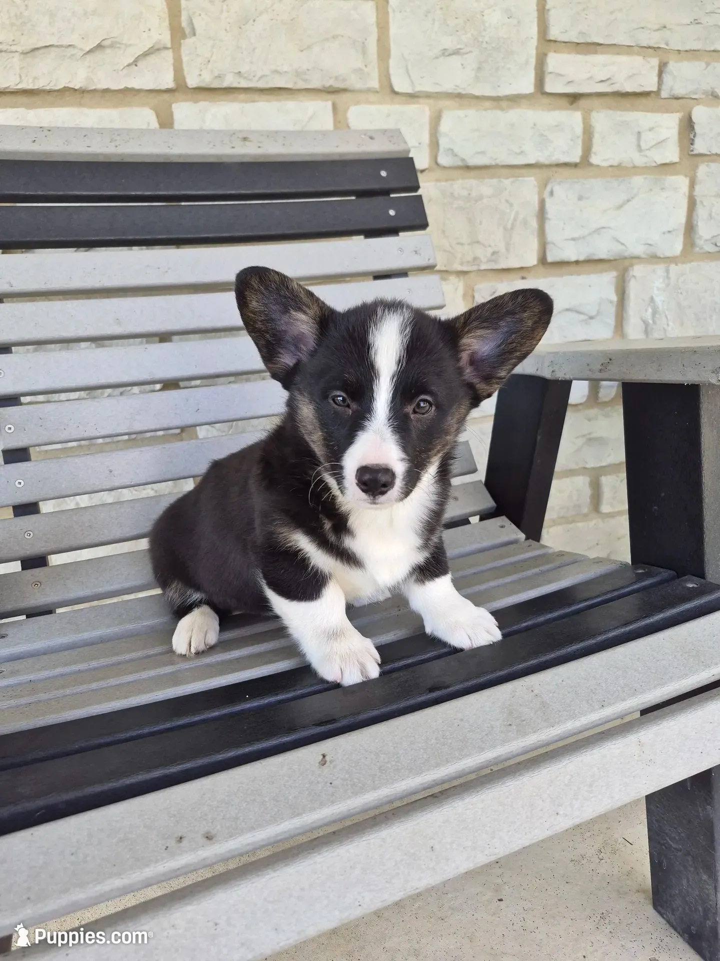 Sophie, a female Pembroke Welsh Corgi for sale in Leesburg, OH – 1 of 6
