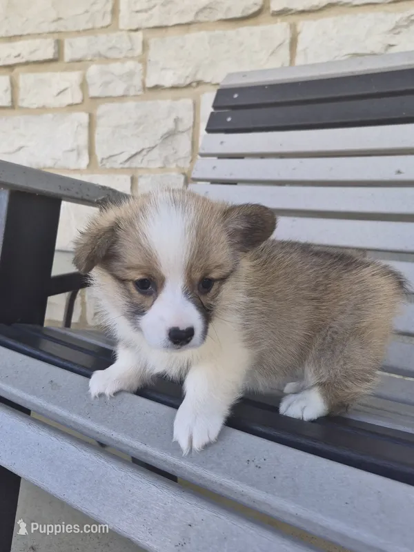 Trixie – Pembroke Welsh Corgi puppy for sale in Leesburg, OH