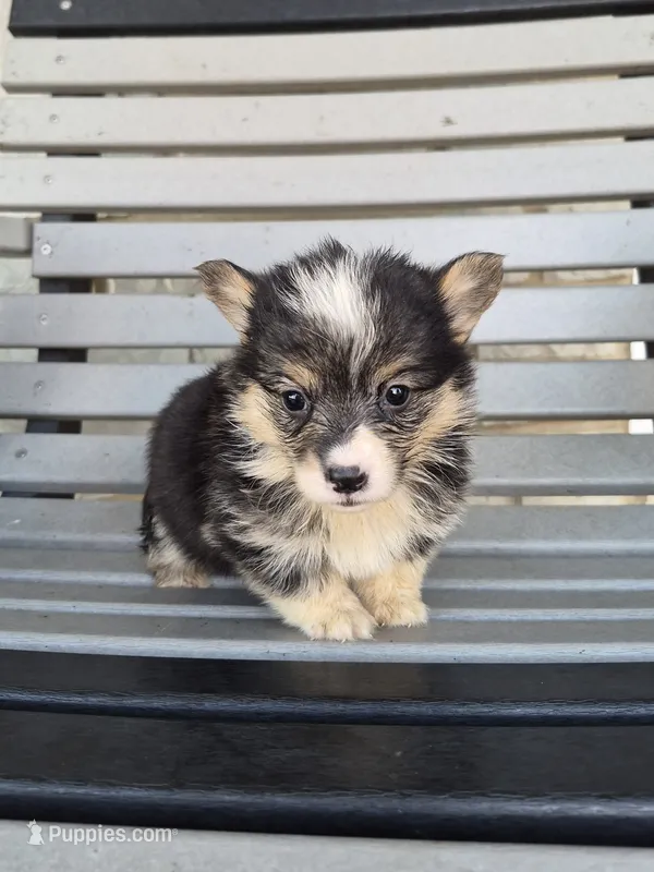 Sasha – Pembroke Welsh Corgi puppy for sale in Leesburg, OH