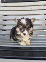 Sasha, a female Pembroke Welsh Corgi for sale in Leesburg, OH – 1 of 4