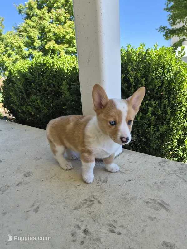 Talia  – Pembroke Welsh Corgi puppy for sale in Leesburg, OH