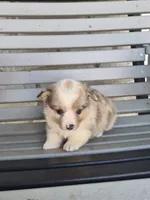Tucker, a male Pembroke Welsh Corgi for sale in Leesburg, OH – 2 of 3