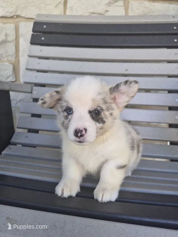 Toby – Pembroke Welsh Corgi puppy for sale in Leesburg, OH
