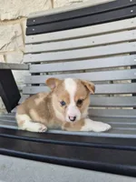 Talia , a female Pembroke Welsh Corgi for sale in Leesburg, OH – 3 of 5