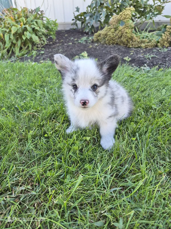 Tank – Pembroke Welsh Corgi puppy for sale in Leesburg, OH